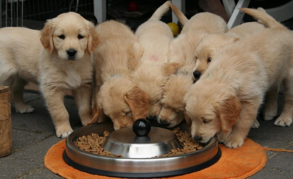 Golden retrievervalpar.