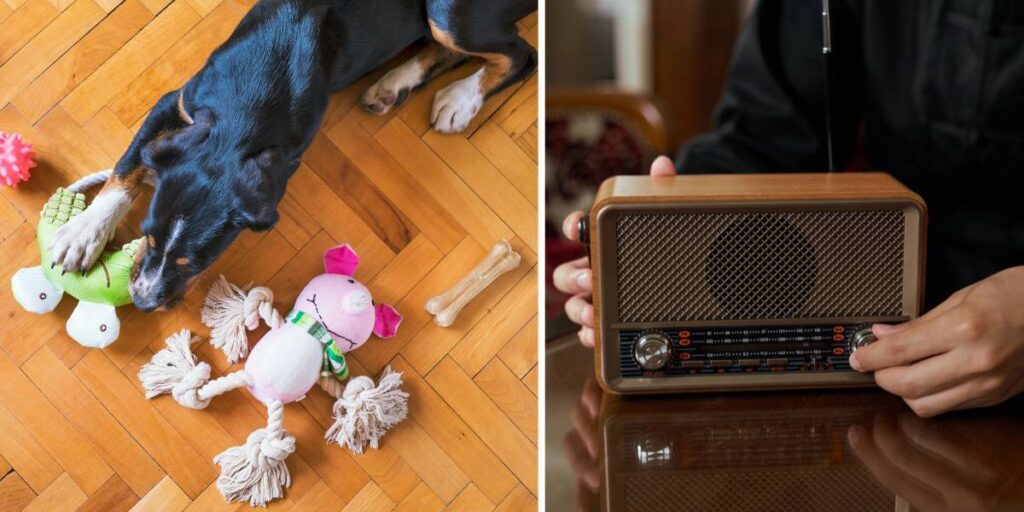 En hund med en massa hundleksaker och någon sätter på en radio.
