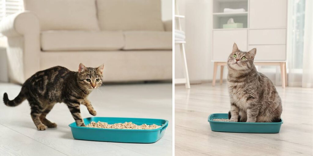 En katt med sin kattlåda