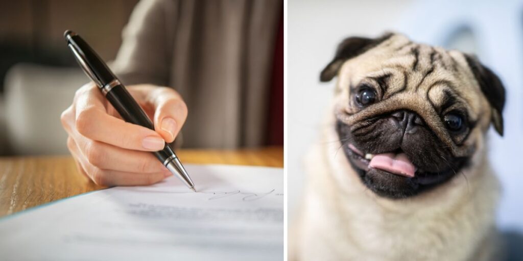 En person skriver under ett avtal och en glad mops. Ett avtal där djurägare kan bestämma vad som gäller för deras husdjur redan när de lever i en relation kav vara ett sätt att undvika en konflikt vid en eventuell framtida separation.