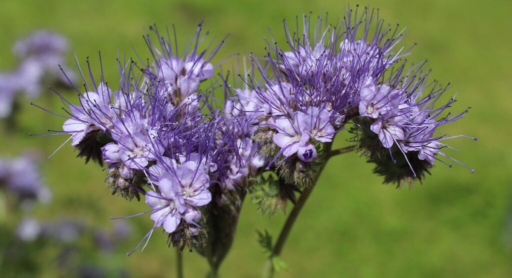 Honungsört, Phacelia tanacetifolia