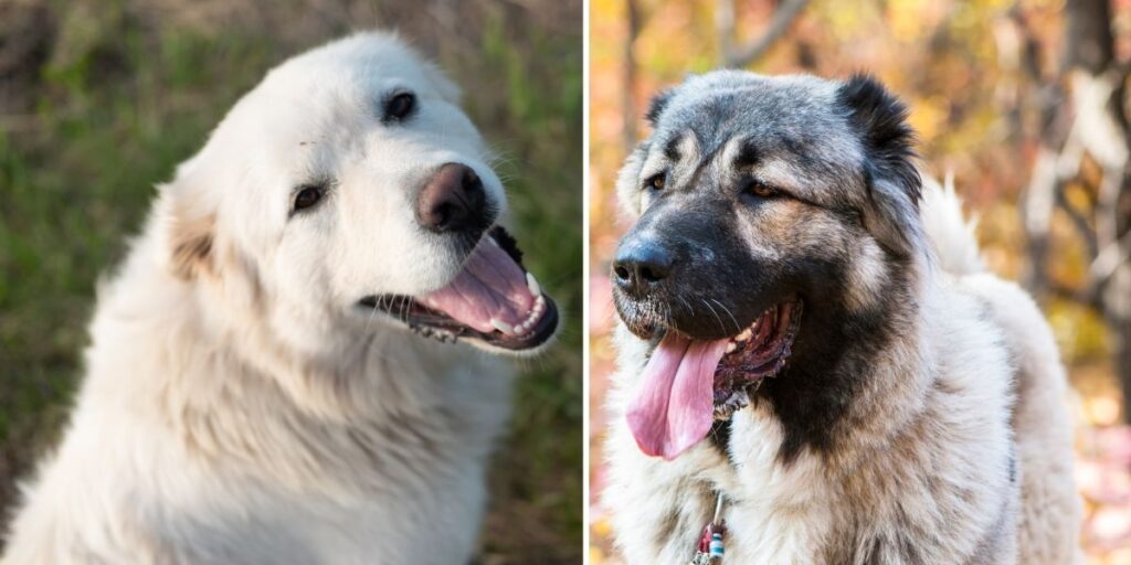 En pyrenéerhund till vänster och en kavkazskaja ovtjarka till höger.