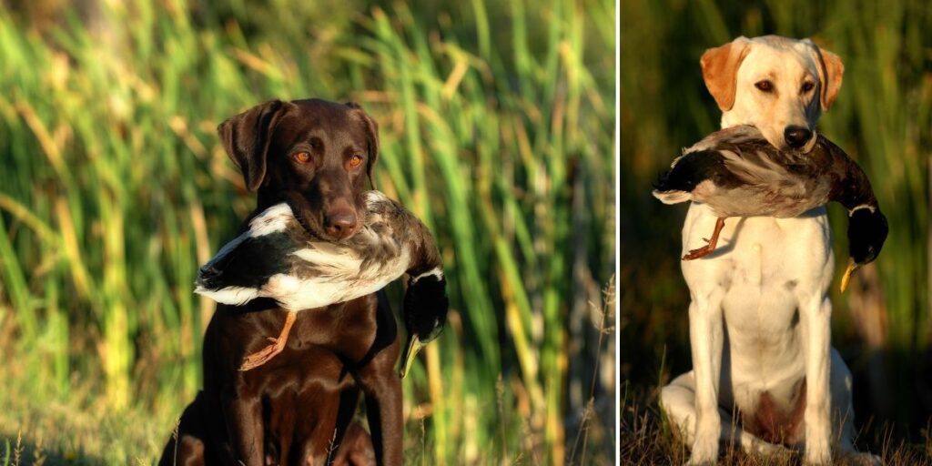 Två labradorer som gör det de avlats fram att göra, nämligen hämta jaktbyten.