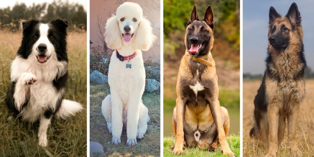 En border collie, en pudel, en belgis malinois och en tysk schäferhund.