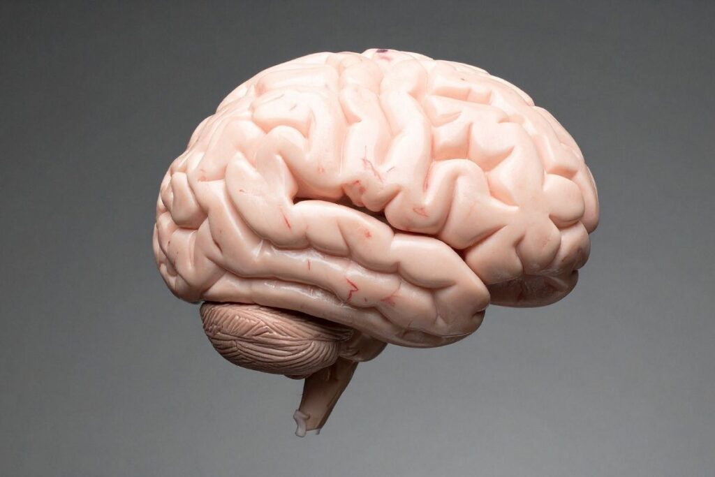 Hjärnan